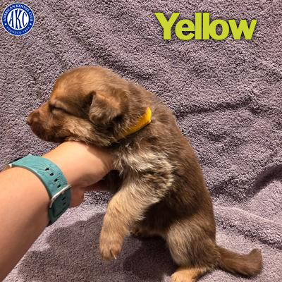 Yellow Puppy 3