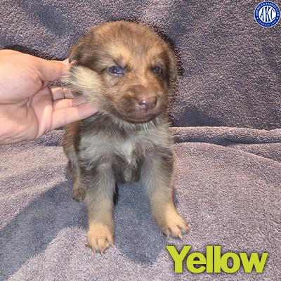 Yellow Puppy 4