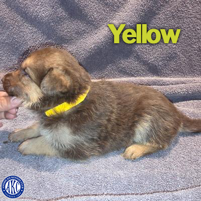 Yellow Puppy 5