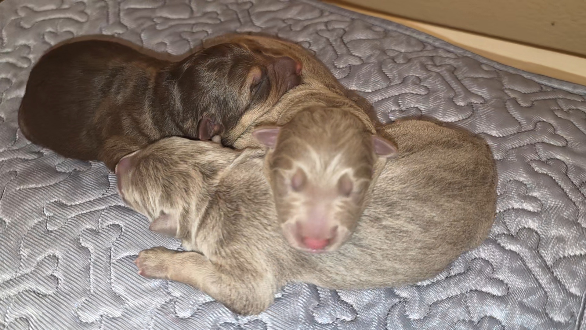Max and Bella's Puppies