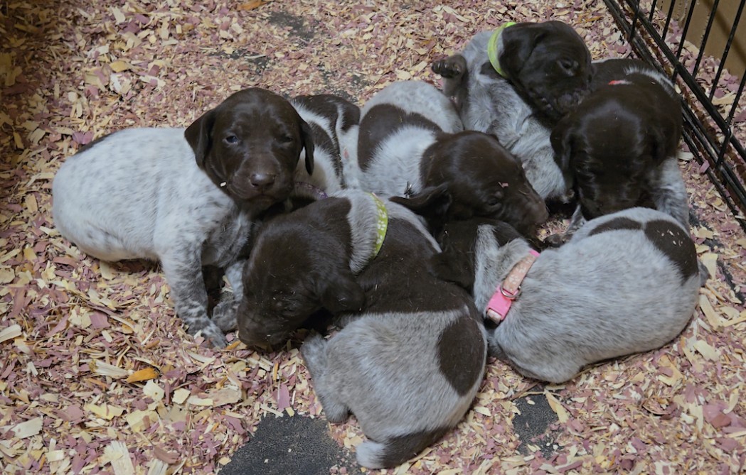 Trigger and Penny's Puppies