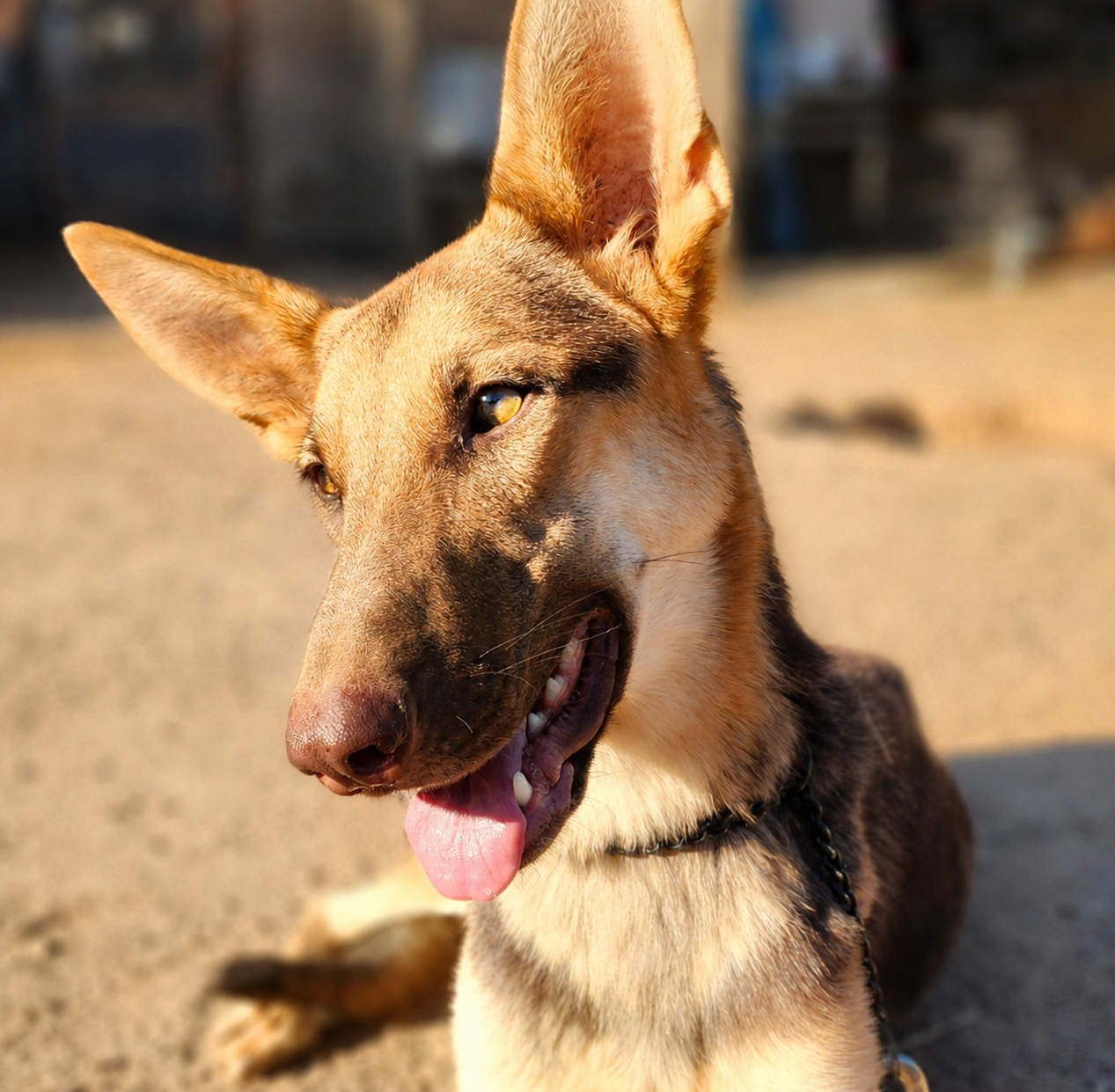 Nala