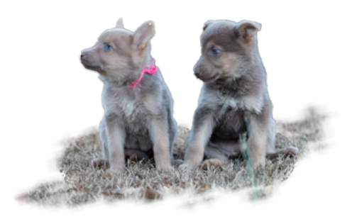 Puppies
